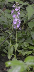 Platanthera grandiflora