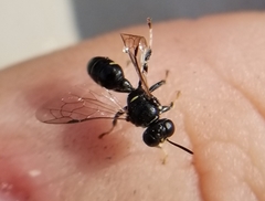 Clitemnestra bipunctata