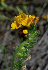 Amsinckia spectabilis