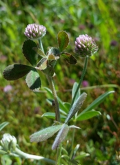 Trifolium microcephalum