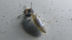 Willowsia nigromaculata