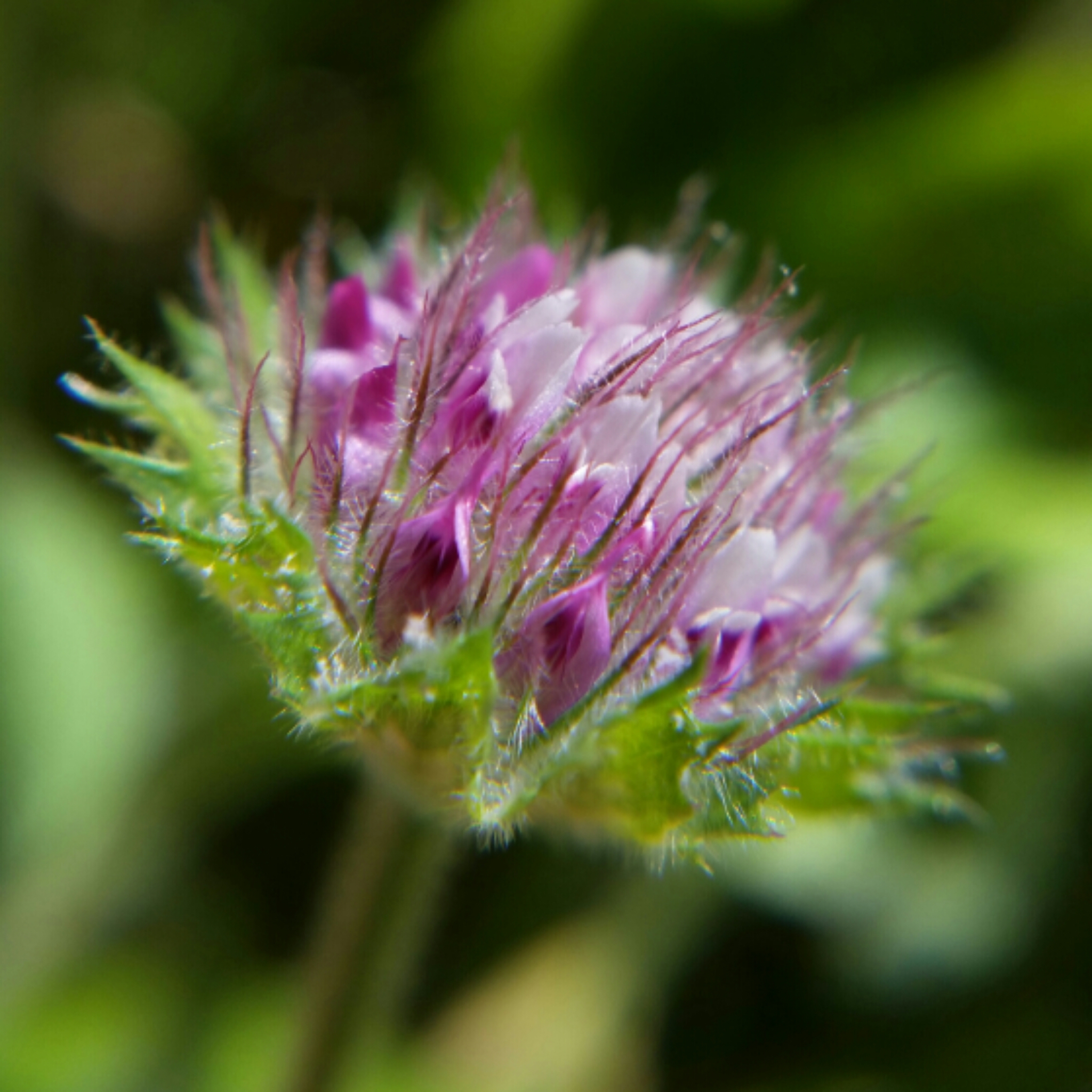 Trifolium barbigerum