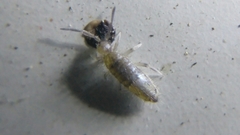 Willowsia nigromaculata