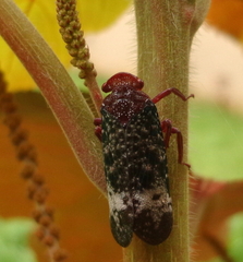 Fulgoromorpha