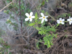 Chaenostoma hispidum