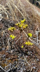 Sedum radiatum
