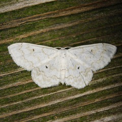 Idaea obfusaria