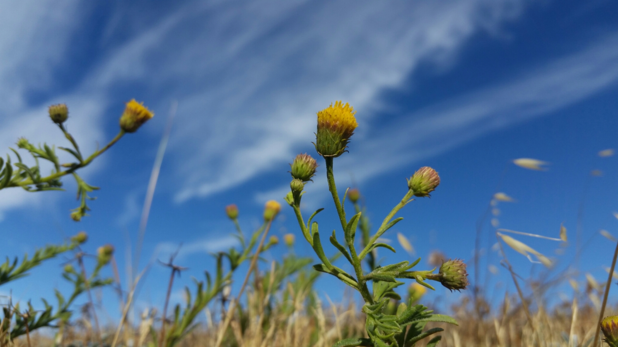 Erigeron petrophilus var. petrophilus