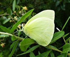Aphrissa statira statira