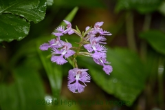 Platanthera grandiflora
