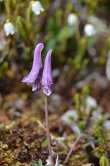 Corydalis pauciflora