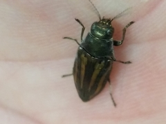 Buprestis lineata