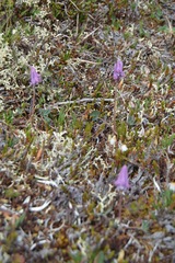 Corydalis pauciflora