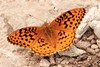 Aphrodite Fritillary - Photo (c) nancydengler, some rights reserved (CC BY-NC)