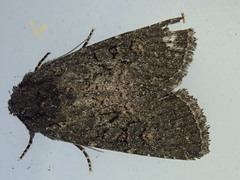 Aseptis fumosa