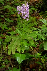 Platanthera grandiflora