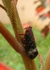 Fulgoromorpha