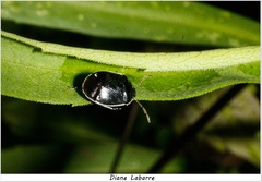 Sehirus cinctus albonotatus