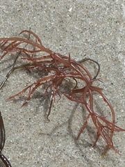 Sarcodiotheca