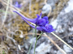 Delphinium halteratum