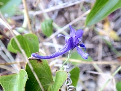 Delphinium halteratum