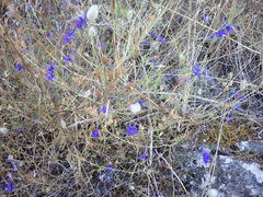 Delphinium halteratum