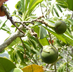 Brunfelsia splendida