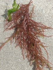Sarcodiotheca