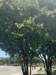 Robinia pseudoacacia