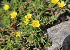 Portulaca mexicana