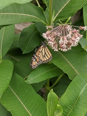 Danaus plexippus