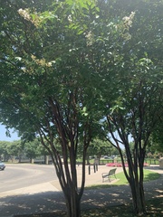 Robinia pseudoacacia