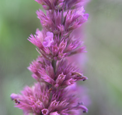 Agastache breviflora