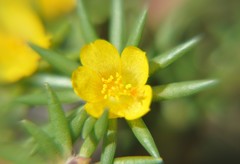 Portulaca mexicana