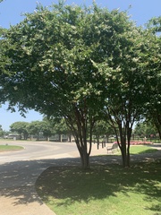 Robinia pseudoacacia