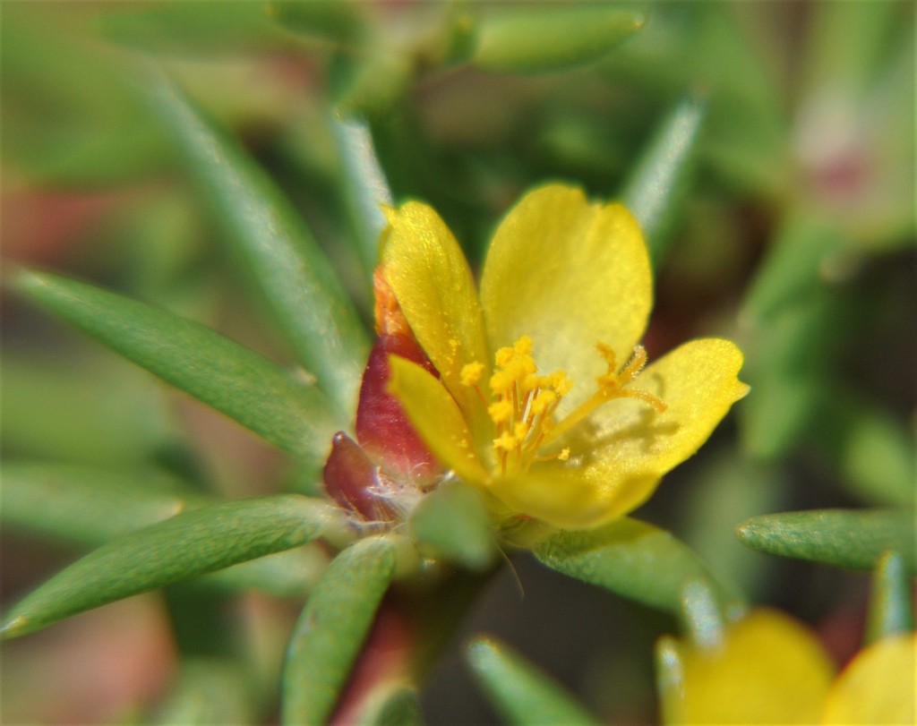 Portulaca mexicana
