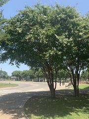 Robinia pseudoacacia