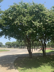 Robinia pseudoacacia