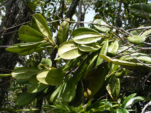 Pimenta jamaicensis