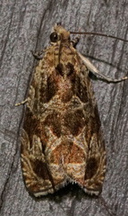 Olethreutes nigranum