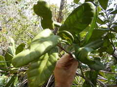 Pimenta jamaicensis