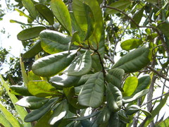 Pimenta jamaicensis