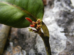 Pimenta jamaicensis