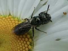 Ceratina strenua