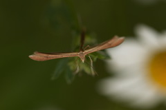 Stenoptilia pterodactyla