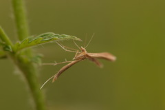 Stenoptilia pterodactyla