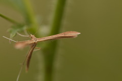 Stenoptilia pterodactyla