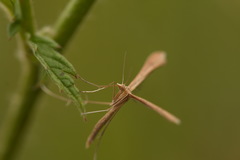 Stenoptilia pterodactyla