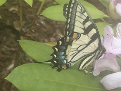 Papilio glaucus