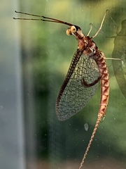Hexagenia atrocaudata